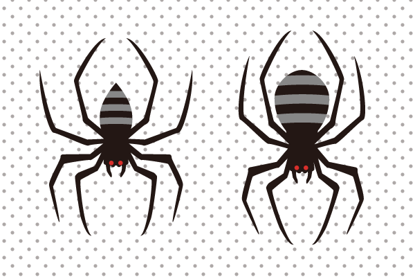 毒蜘蛛のイラスト Events Design